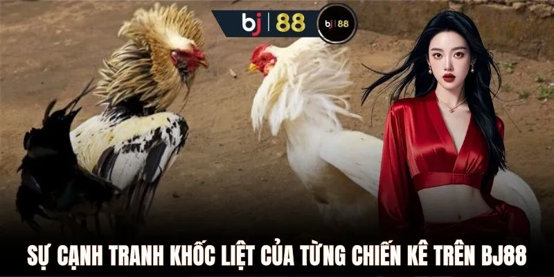 Sự cạnh tranh khốc liệt của từng chiến kê trên BJ88